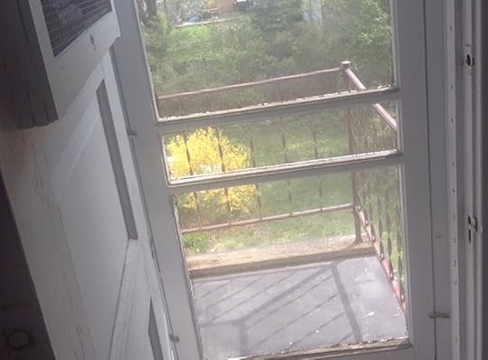 the view from my porch of the backyard and the forsythia in bright bloom