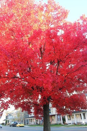 Red Maple Tree in Pennsylvania 