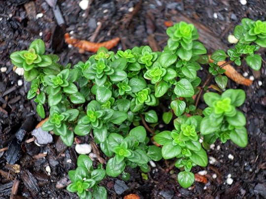 fresh thyme for quick pickled balsamic strawberries