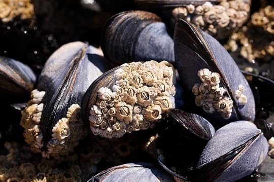 mussels-419050_640