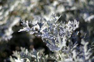 Wormwood