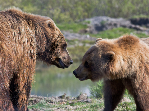 Photo: The grisly truth about B.C.'s grizzly trophy hunt