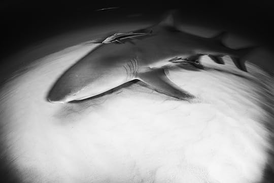 20170418-duChemin-Bahamas-Sharks-17-Edit