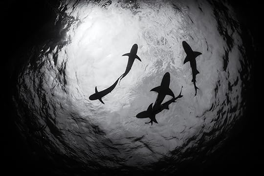 20170418-duChemin-Bahamas-Sharks-18-Edit