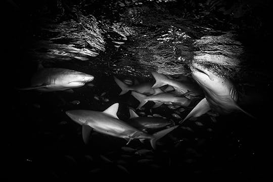 20170418-duChemin-Bahamas-Sharks-21-Edit