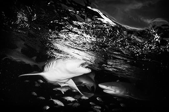 20170418-duChemin-Bahamas-Sharks-162-Edit