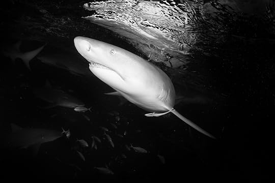 20170418-duChemin-Bahamas-Sharks-174-Edit