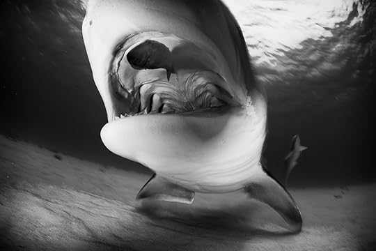 20170418-duChemin-Bahamas-Sharks-847-Edit