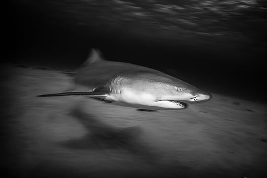 20170418-duChemin-Bahamas-Sharks-1072-Edit