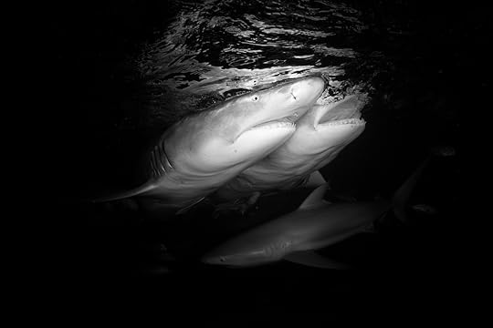20170419-duChemin-Bahama-Sharks-565-Edit