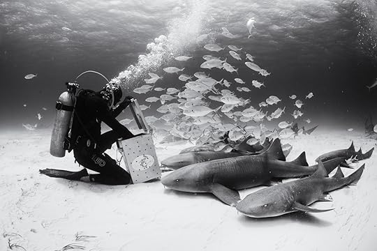20170422-duChemin-Bahama-Sharks-512-Edit