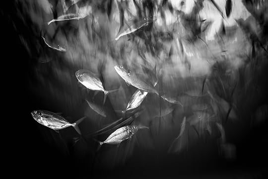 20170423-duChemin-Bahama-Sharks-66-Edit