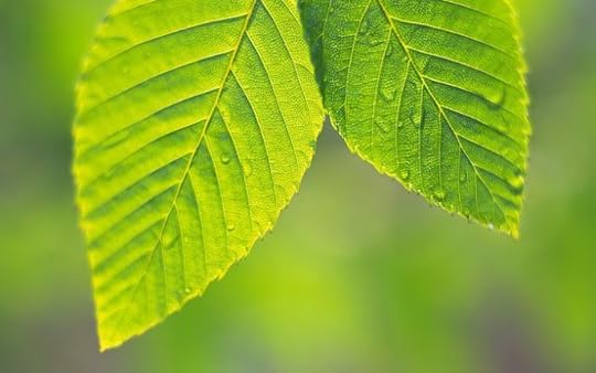 Green leaves