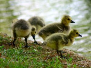 Canada goose chicks