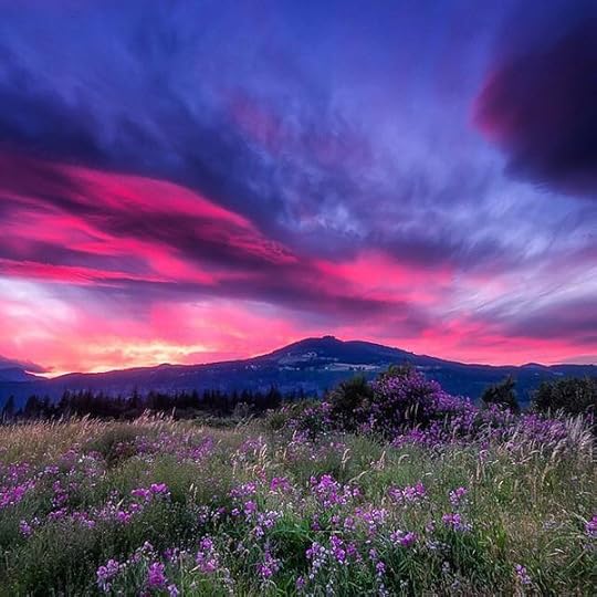 Image result for frolicking in meadow