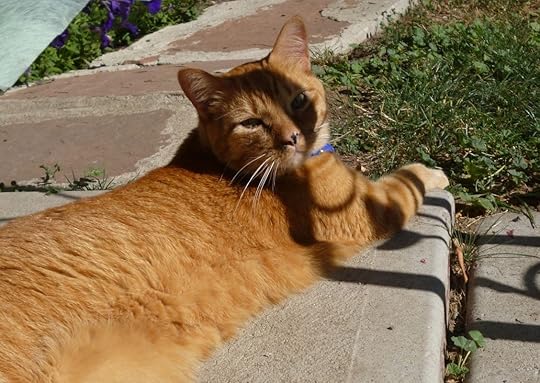 Image result for frolicking in meadow