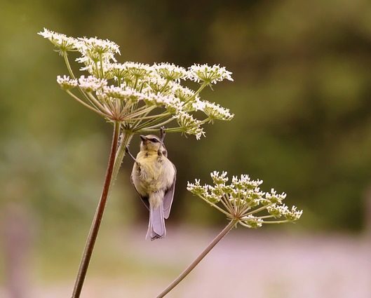 Yarrow-Bird