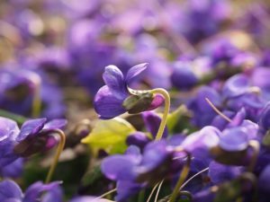 Violets
