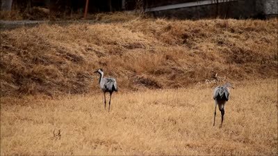 Birds