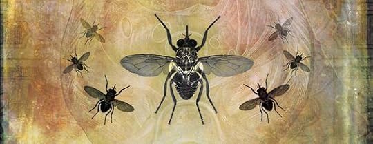 fly