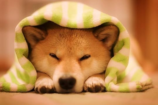 Image result for puppies hiding under blankets