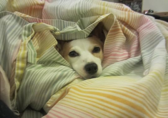 Image result for puppies hiding under blankets