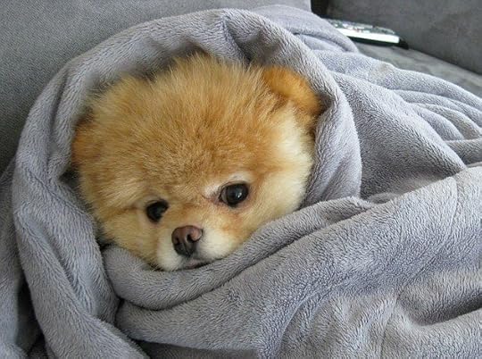 Image result for puppies hiding under blankets