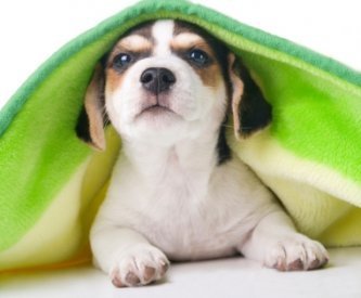 Image result for puppies hiding under blankets
