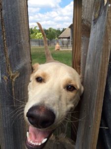 hello dog