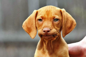 duh dog
