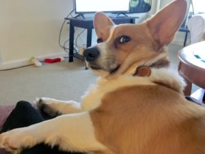 side eye dog
