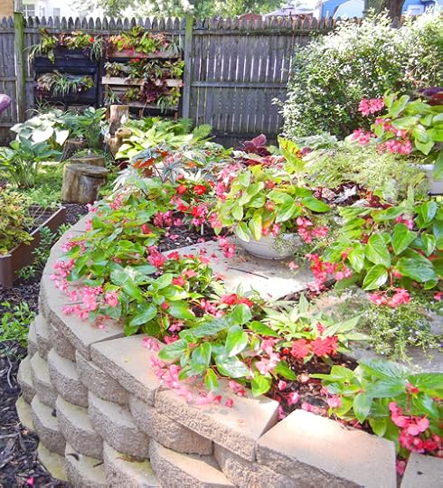 Dragon Wing Begonia and Pallet Wall Garden