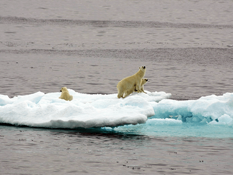 polarBearfamily-abhaySinghSachal.png