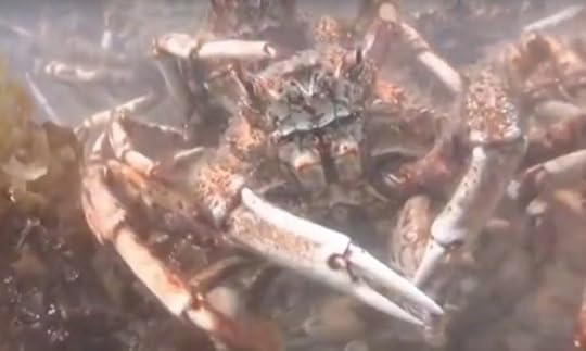 crab