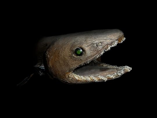 write your book - sea monster