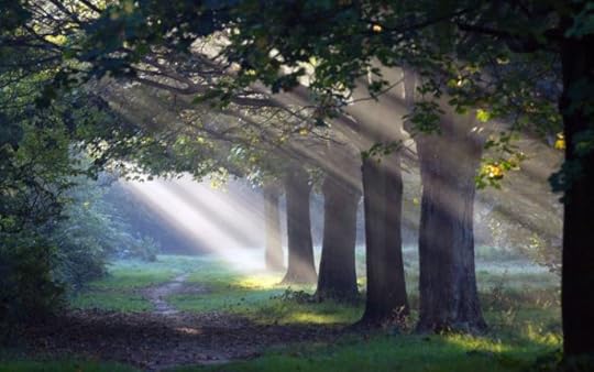 Sunlight shining through trees onto a forest path.