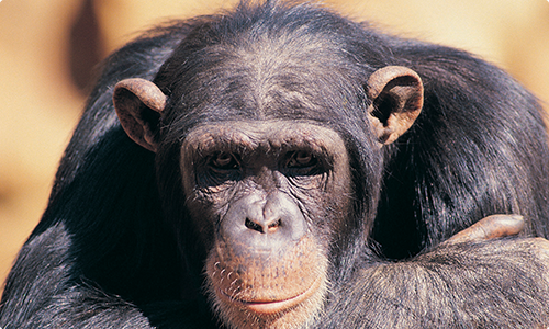 body language chimp