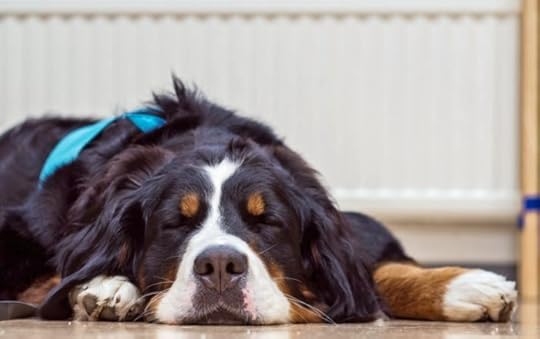 reading dogs