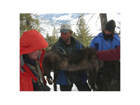 Brad Bulin wolf pelt 2006