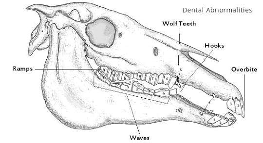 Doranna Durgin's Blog - Horse Teeth - May 05, 2017 03:00