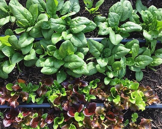 Succession Planting Short Season Crops_Seattle Urban Farm Co.