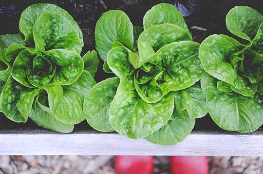 Winter Density Head Lettuce_Seattle Urban Farm Co.