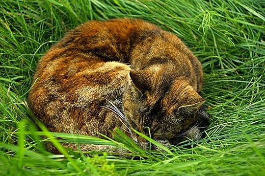 Image result for the invisible moth wordpress