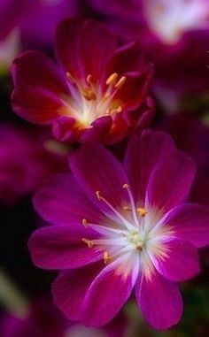 Image result for flowers