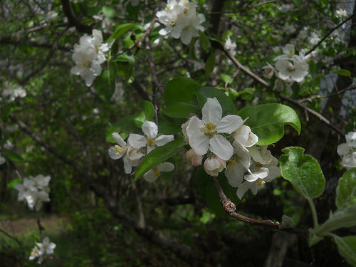 apple blossoms