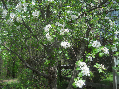 apple blossoms