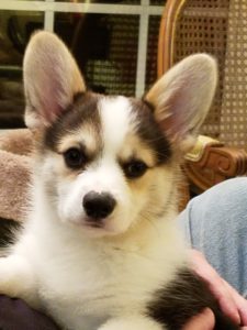 A tri-color corgi puppy named Finn who belongs to author Elizabeth Spann Craig.