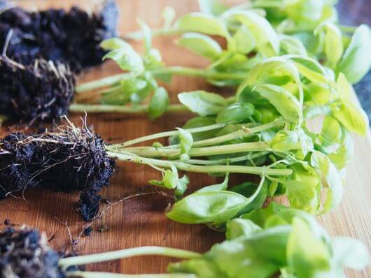 Gardening Quick Tip: Transplant Your Supermarket “Living Herbs”