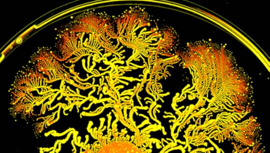 Dendritic structures on a Petri dish show an uncanny similarity to neuronal dendritic structures.
