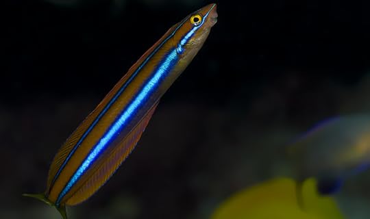 Fang Blenny